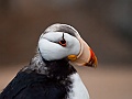 Alaska Wildlife-53